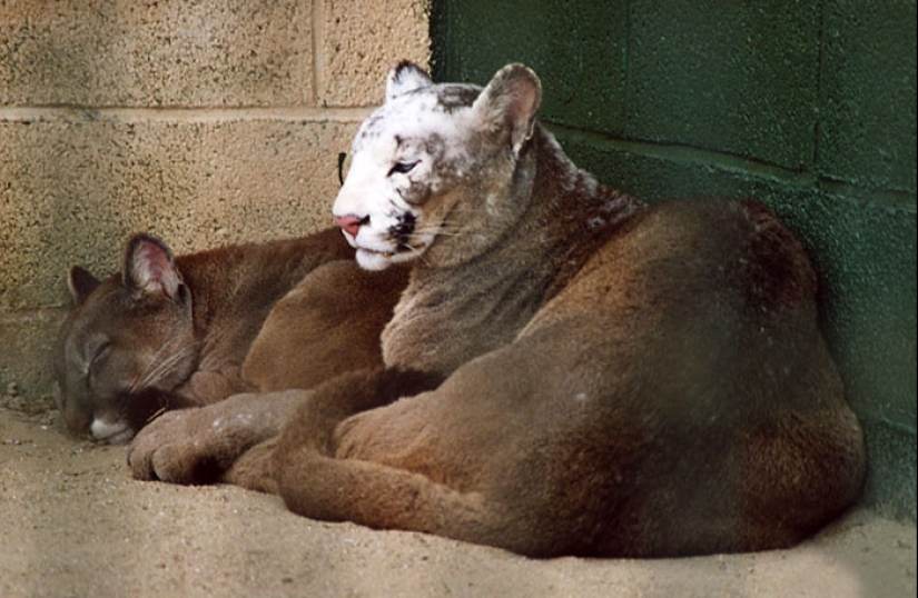 Animals with vitiligo, which seemed to lack paint