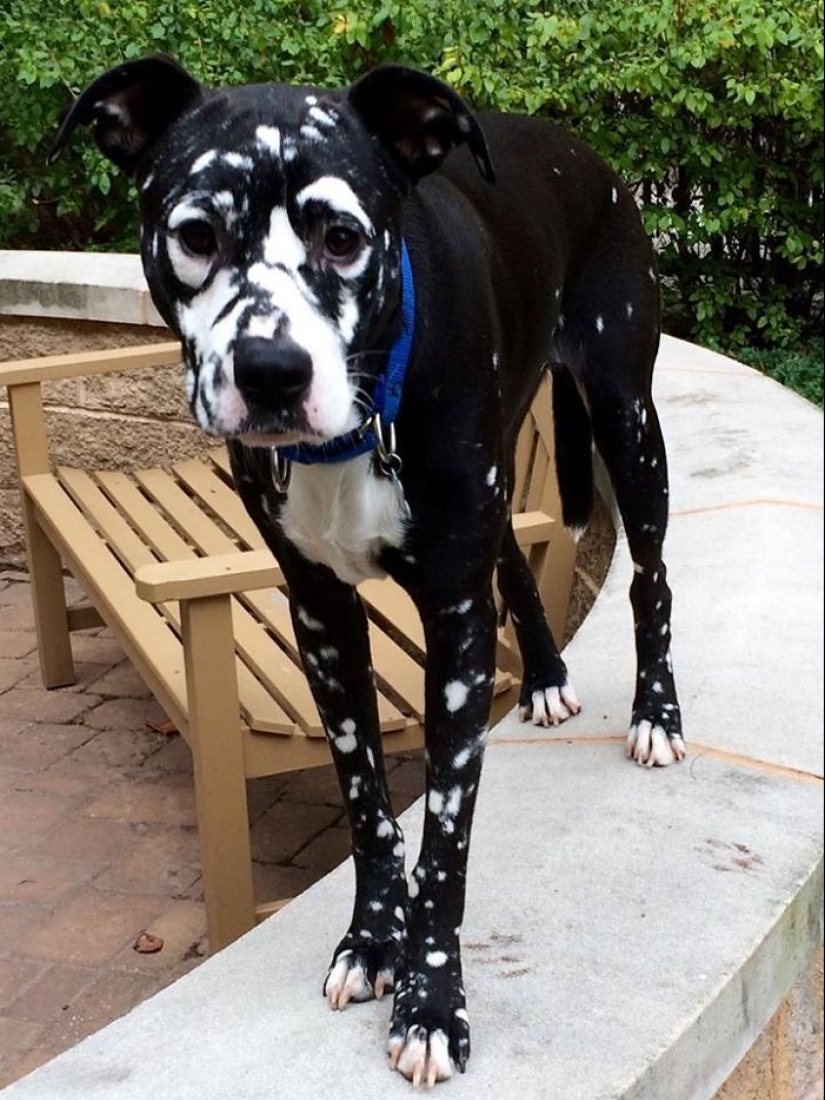 Animals with vitiligo, which seemed to lack paint