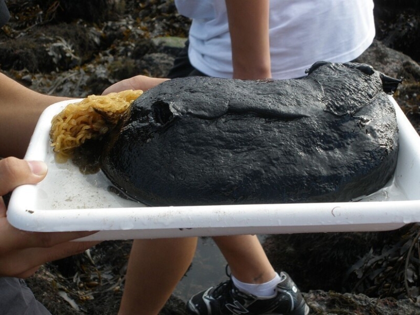 Aplysia vaccaria, the largest slug in the world