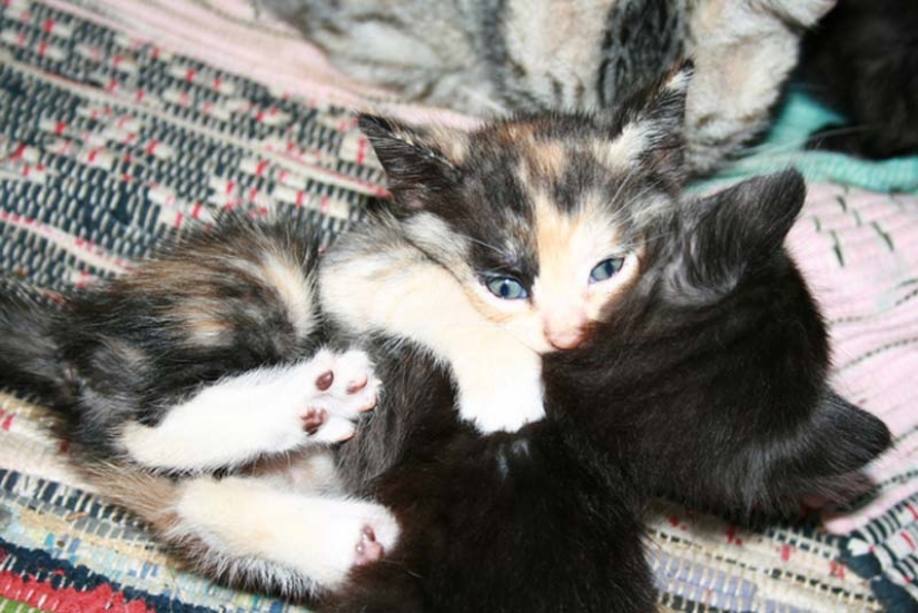 Aprendiendo a abrazar de los gatos