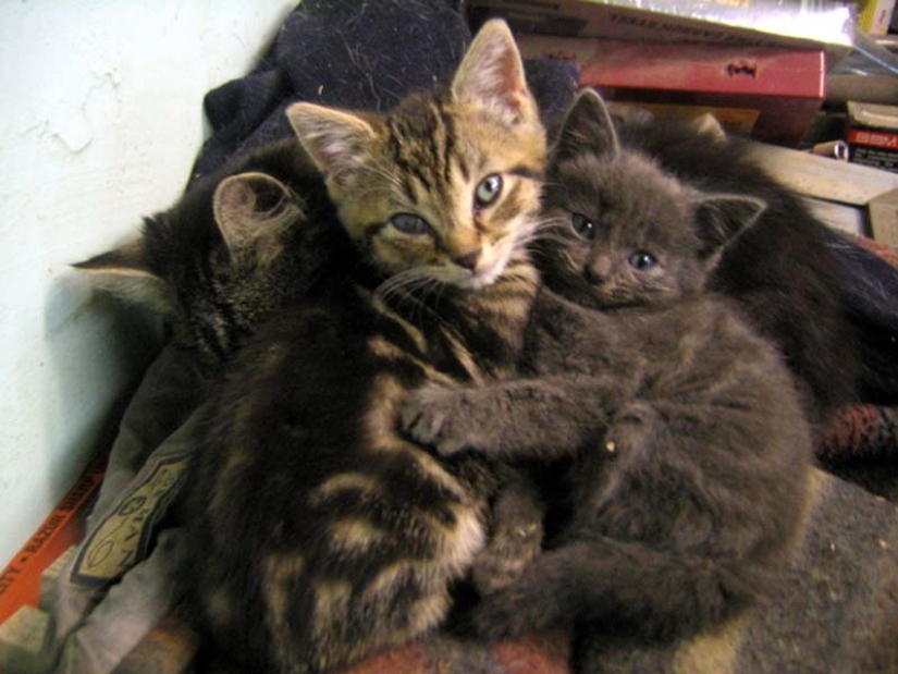 Aprendiendo a abrazar de los gatos