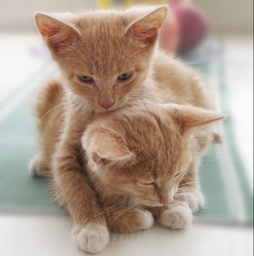 Aprendiendo a abrazar de los gatos