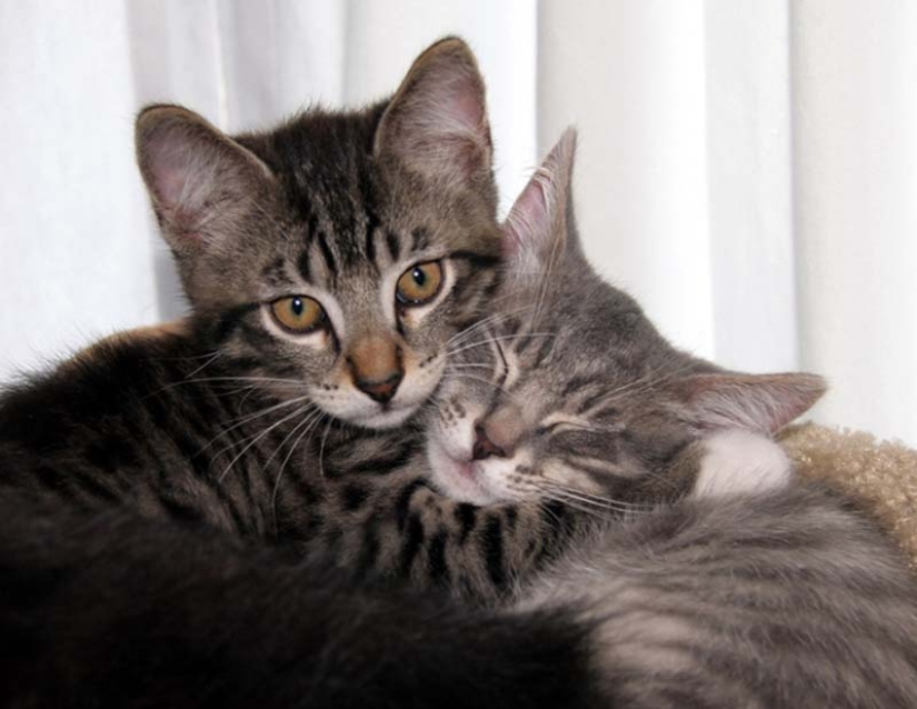 Aprendiendo a abrazar de los gatos