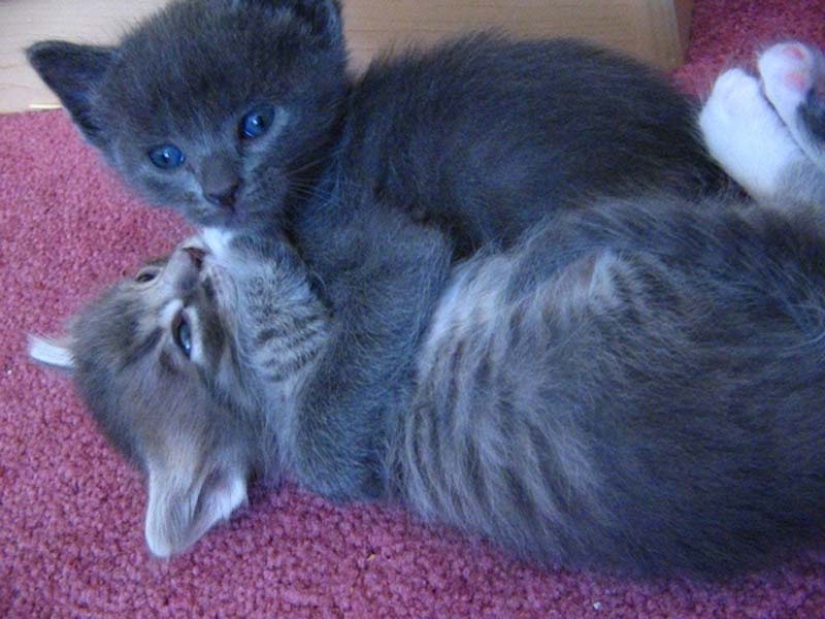 Aprendiendo a abrazar de los gatos