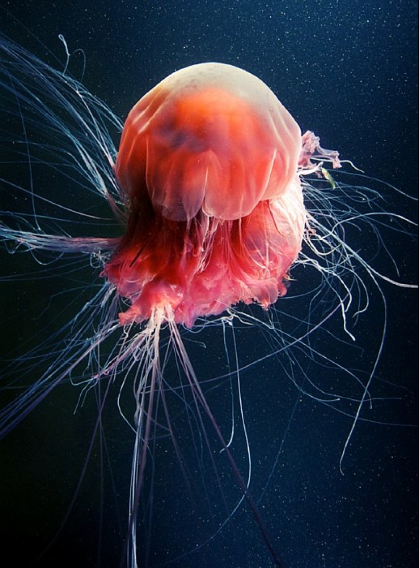 Arctic cyanea — a delightful giant of the world of jellyfish