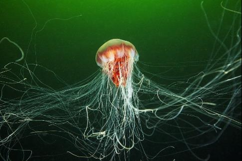 Arctic cyanea — a delightful giant of the world of jellyfish