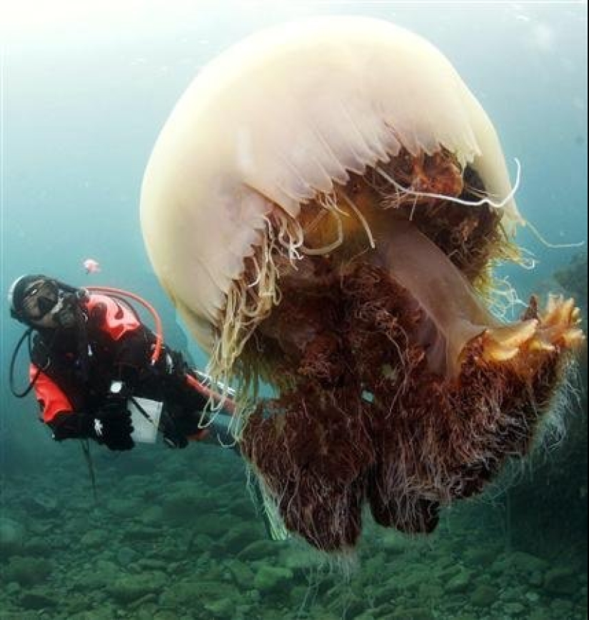 Arctic cyanea — a delightful giant of the world of jellyfish