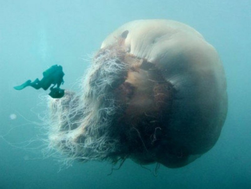 Arctic cyanea — a delightful giant of the world of jellyfish