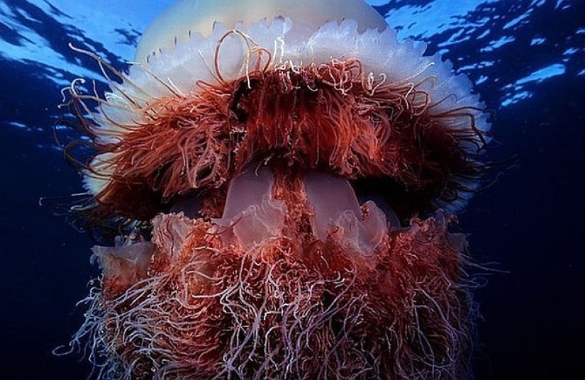 Arctic cyanea — a delightful giant of the world of jellyfish