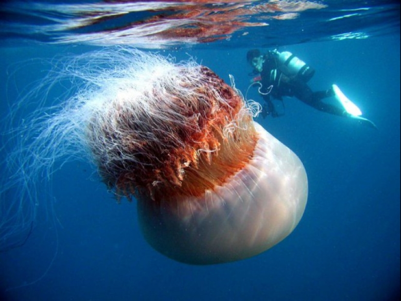 Arctic cyanea — a delightful giant of the world of jellyfish