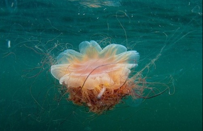 Arctic cyanea — a delightful giant of the world of jellyfish