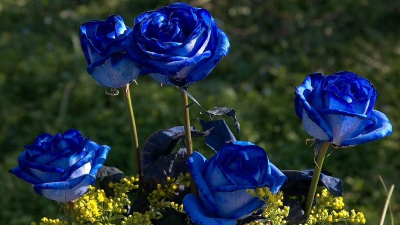 Are there blue roses?
