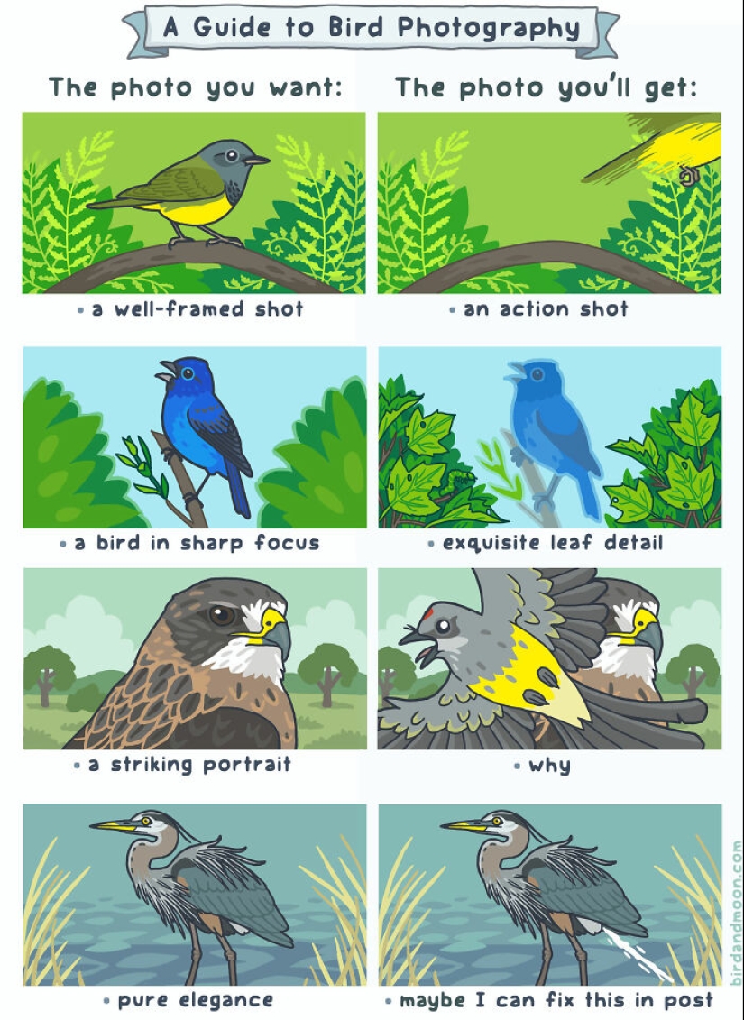 Artist Creates Comics Depicting Humorous Moments In Nature