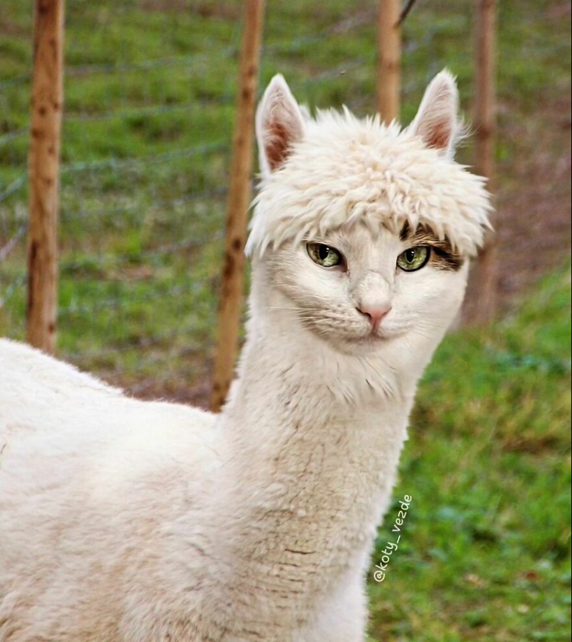 Artist Photoshops Cat Faces On Almost Everything And Here Is The Result