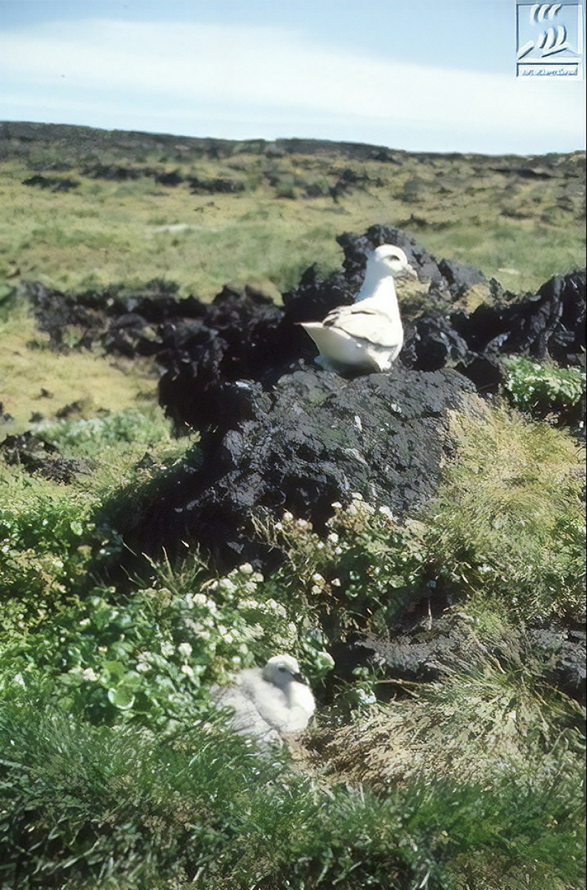 As half a century ago in Iceland created the island and became one of the most forbidden places on the planet