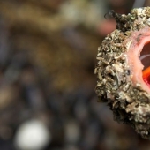 At the fish markets of Chile, you can buy a delicacy — live stones