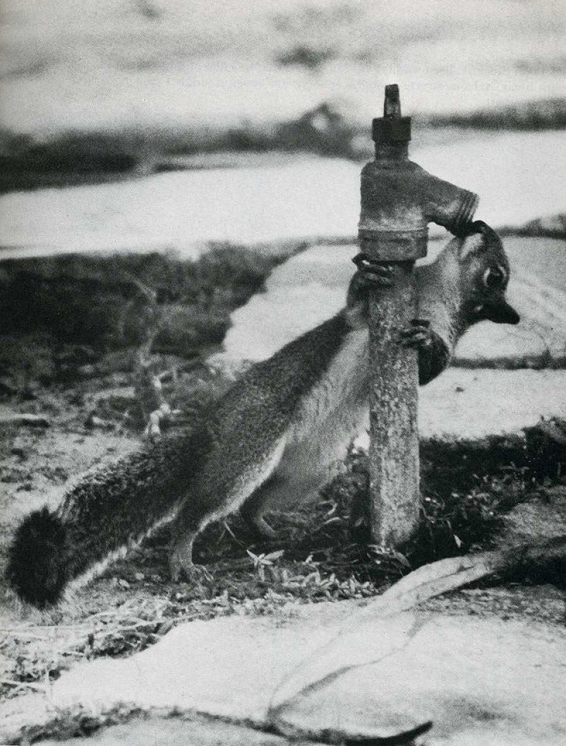 Atrapa el momento de la historia: 35 de las fotos más exitosas que decoraron la revista LIFE