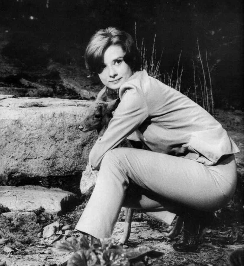 Audrey Hepburn and her fawn named Pippin