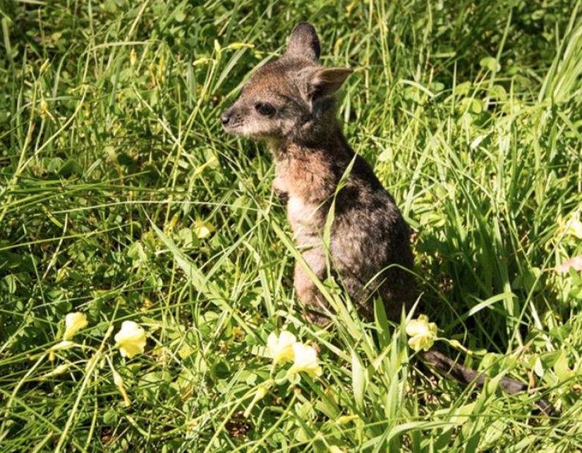 Australian animals that kill with their sweetness