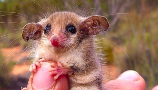 Australian animals that kill with their sweetness