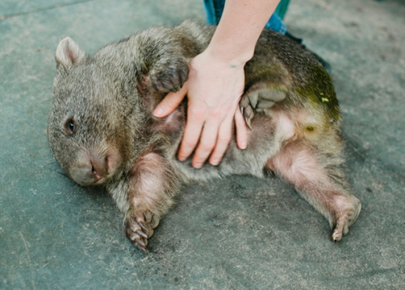 Australian animals that kill with their sweetness