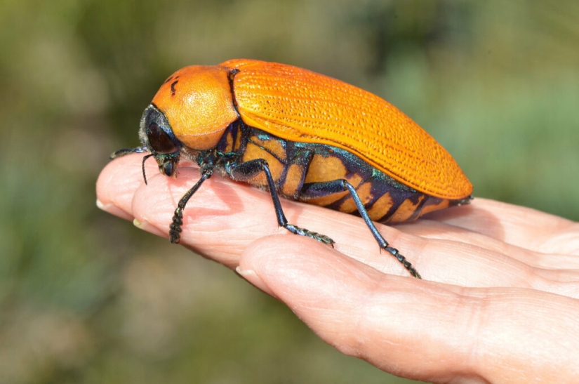 Australian golden beetles: when men prefer bottles to their ladies