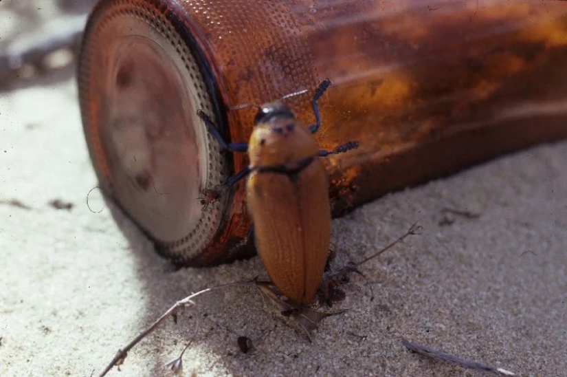 Australian golden beetles: when men prefer bottles to their ladies