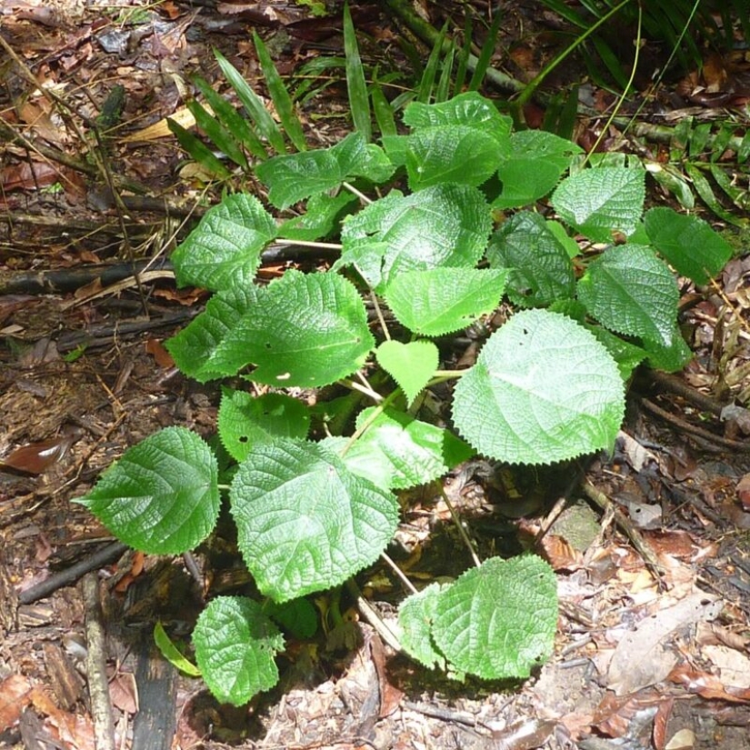 Australian nettle Gympie-Gympie, can drive a person to suicide