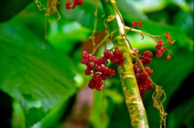 Australian nettle Gympie-Gympie, can drive a person to suicide