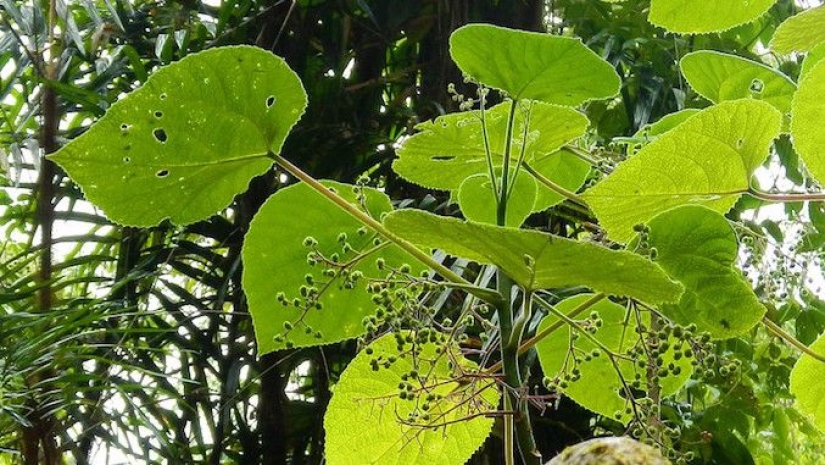 Australian nettle Gympie-Gympie, can drive a person to suicide