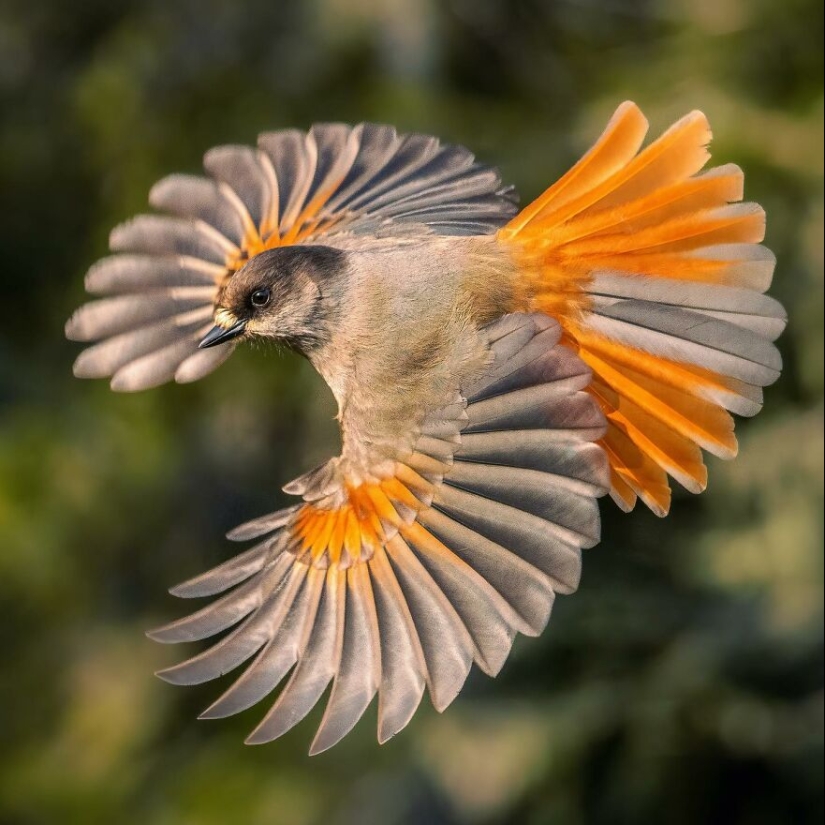 Aves de Finlandia: 20 imágenes impresionantes del fotógrafo Tom Nickels