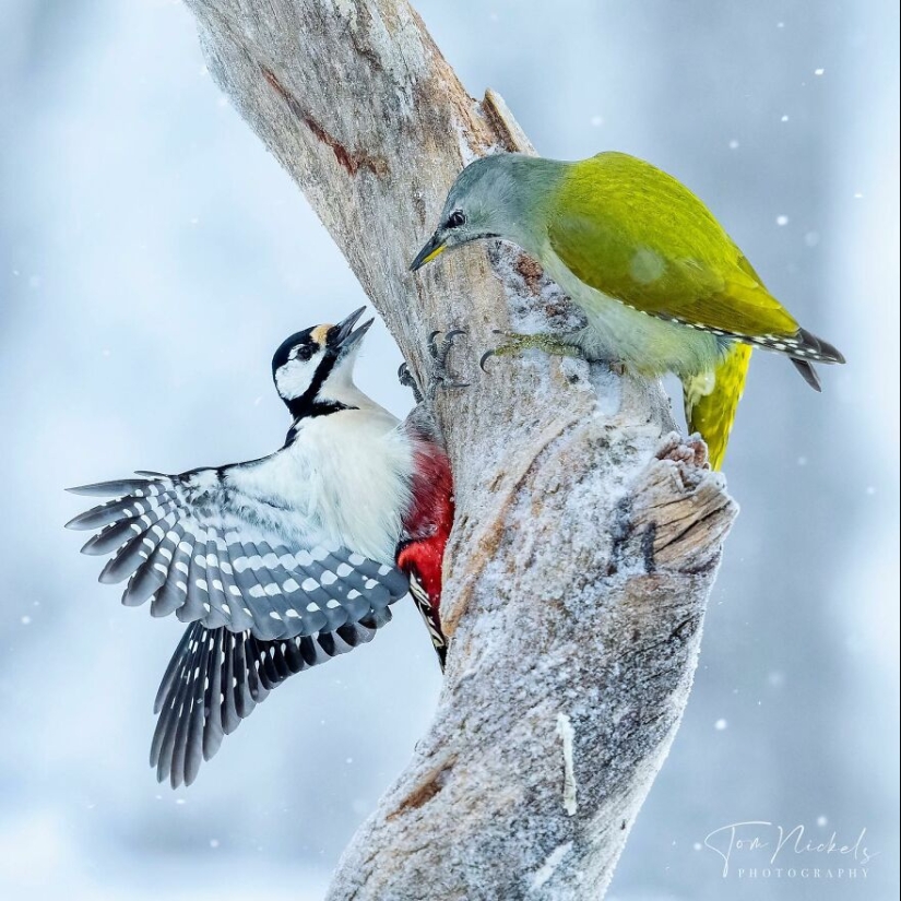 Aves de Finlandia: 20 imágenes impresionantes del fotógrafo Tom Nickels