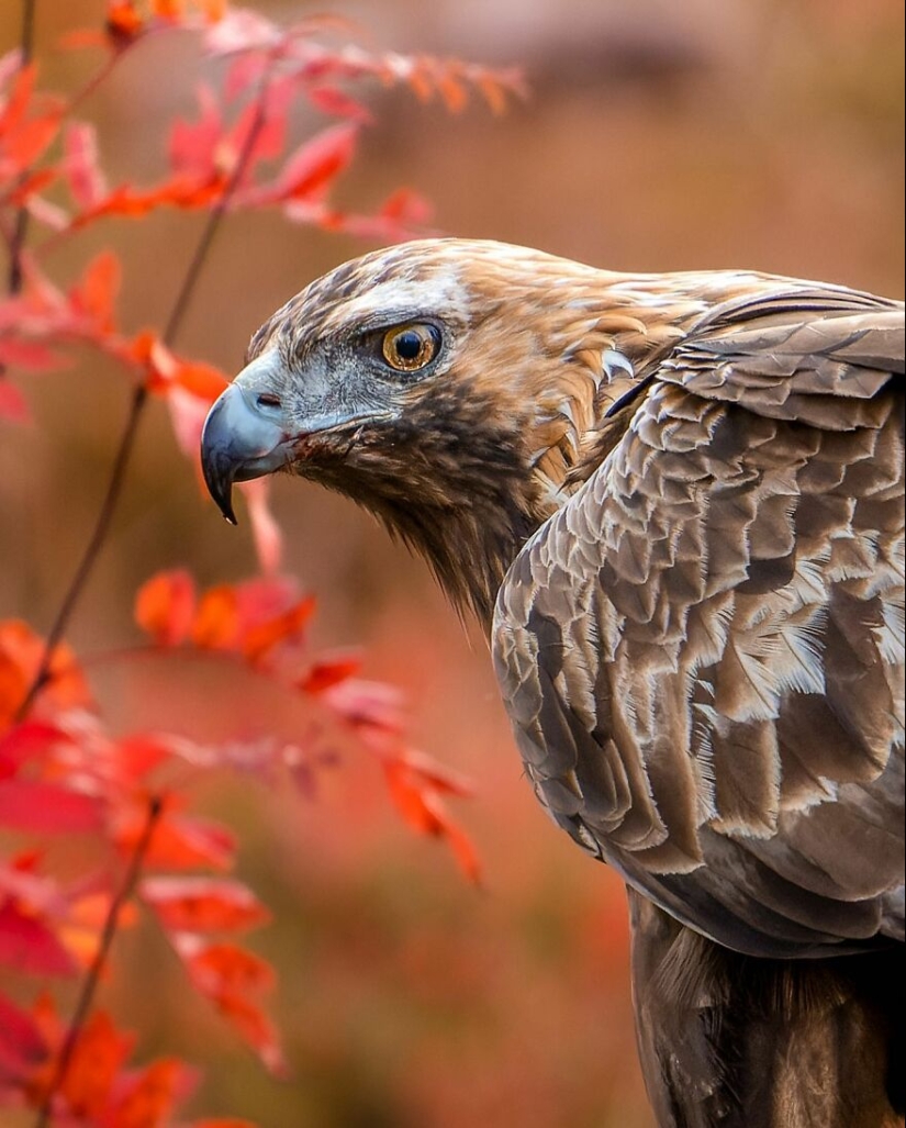 Aves de Finlandia: 20 imágenes impresionantes del fotógrafo Tom Nickels