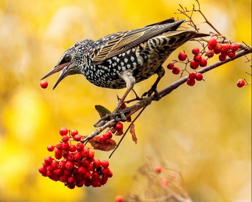 Aves de Finlandia: 20 imágenes impresionantes del fotógrafo Tom Nickels