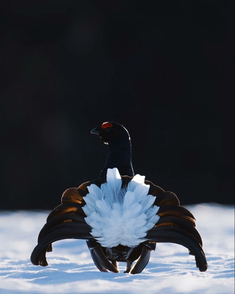 Aves de Finlandia: 20 imágenes impresionantes del fotógrafo Tom Nickels