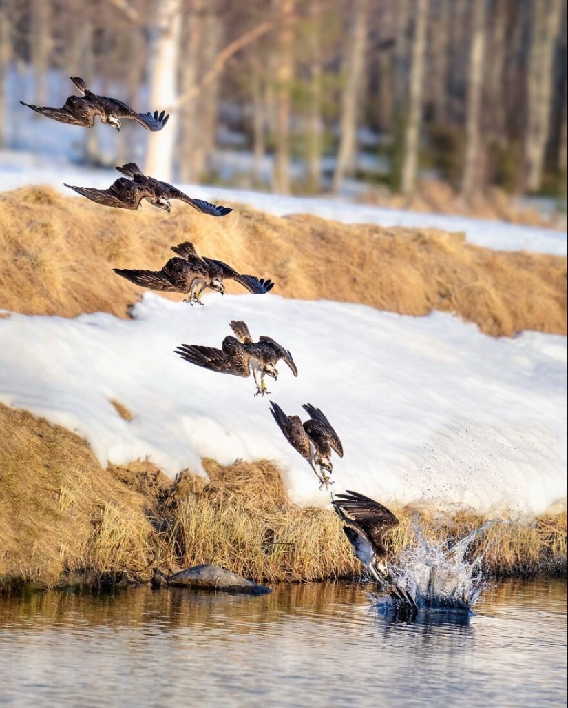 Aves de Finlandia: 20 imágenes impresionantes del fotógrafo Tom Nickels