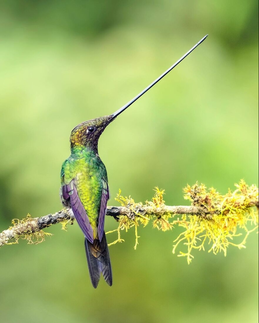 Aves de Finlandia: 20 imágenes impresionantes del fotógrafo Tom Nickels