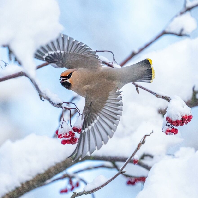 Aves de Finlandia: 20 imágenes impresionantes del fotógrafo Tom Nickels