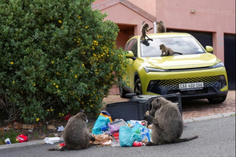 Baboon Wars: Aggressive Monkeys Attack People in Cape Town