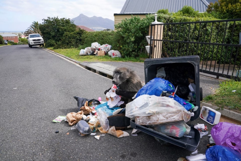 Baboon Wars: Aggressive Monkeys Attack People in Cape Town