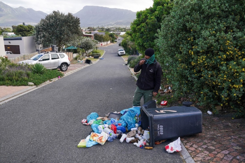 Baboon Wars: Aggressive Monkeys Attack People in Cape Town