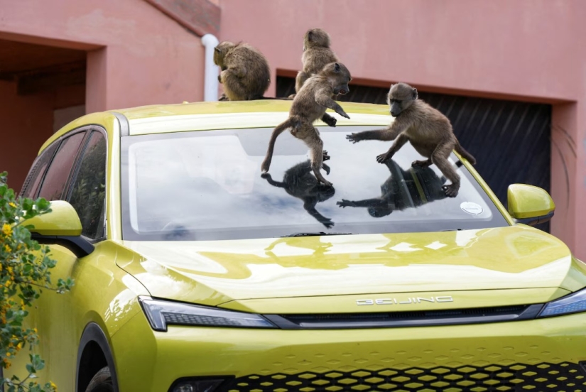 Baboon Wars: Aggressive Monkeys Attack People in Cape Town