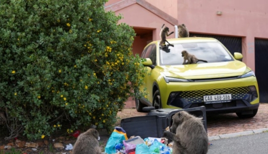 Baboon Wars: Aggressive Monkeys Attack People in Cape Town