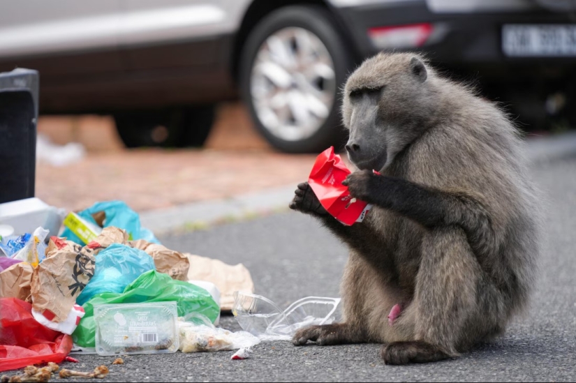 Baboon Wars: Aggressive Monkeys Attack People in Cape Town