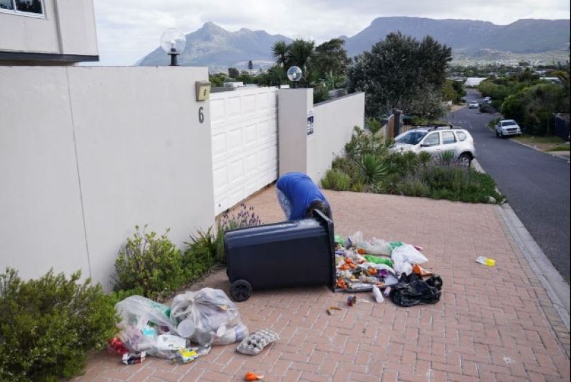 Baboon Wars: Aggressive Monkeys Attack People in Cape Town