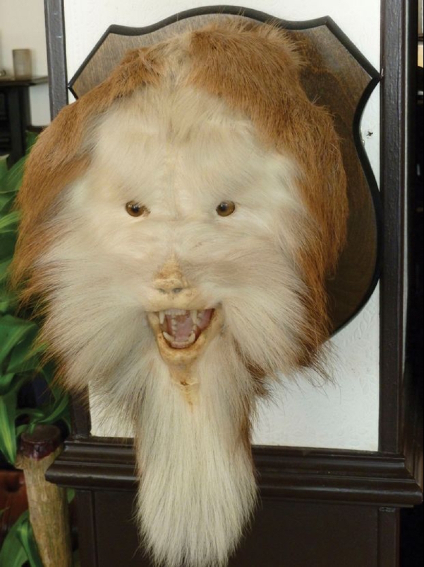 Bad taxidermy - as a separate art form