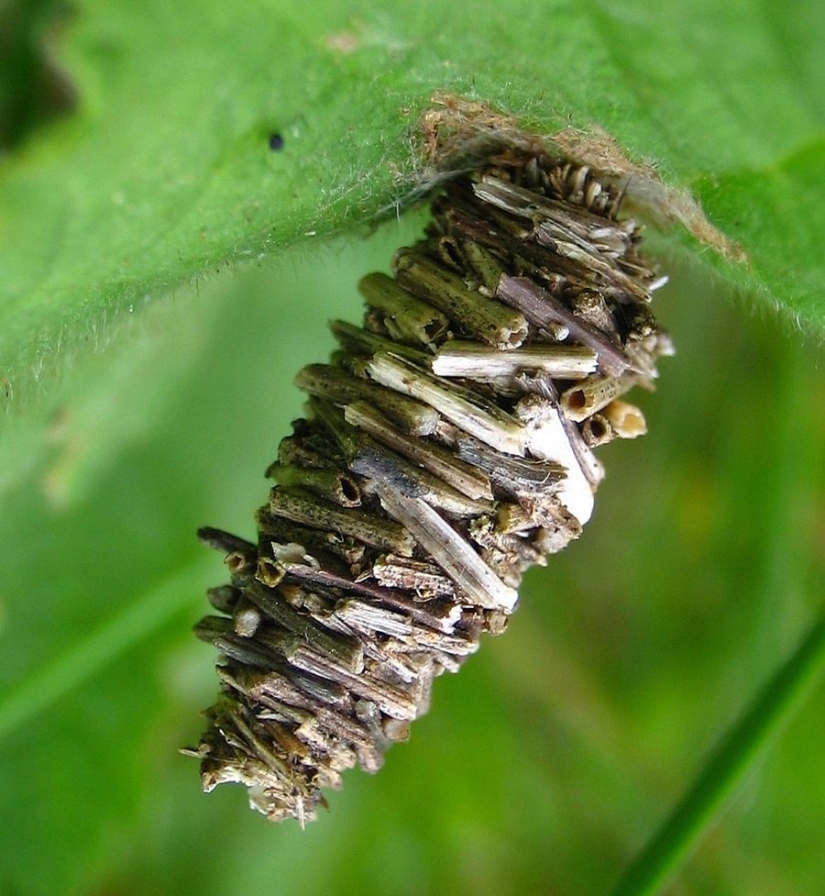 Bagworm caterpillar: a small miracle in a case