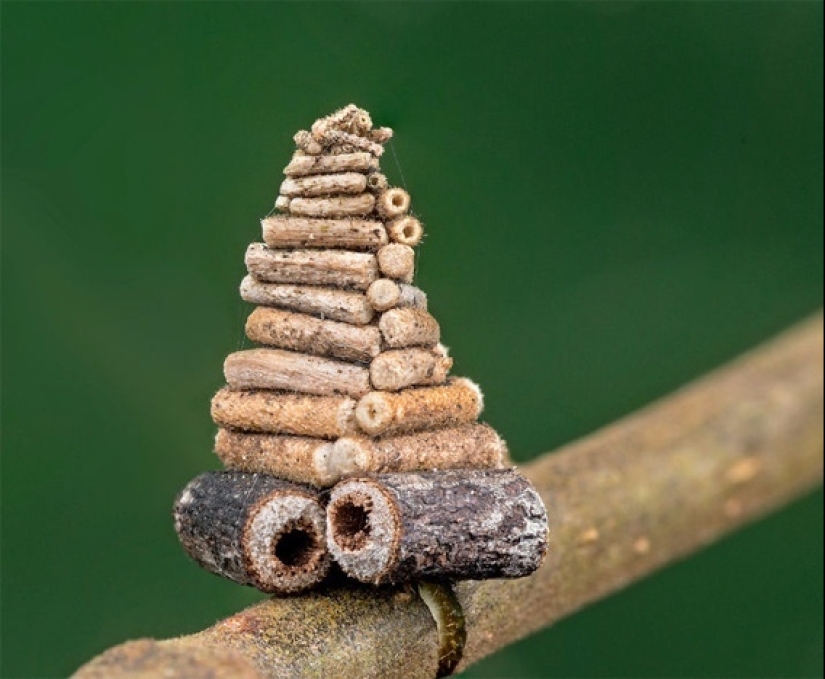 Bagworm caterpillar: a small miracle in a case