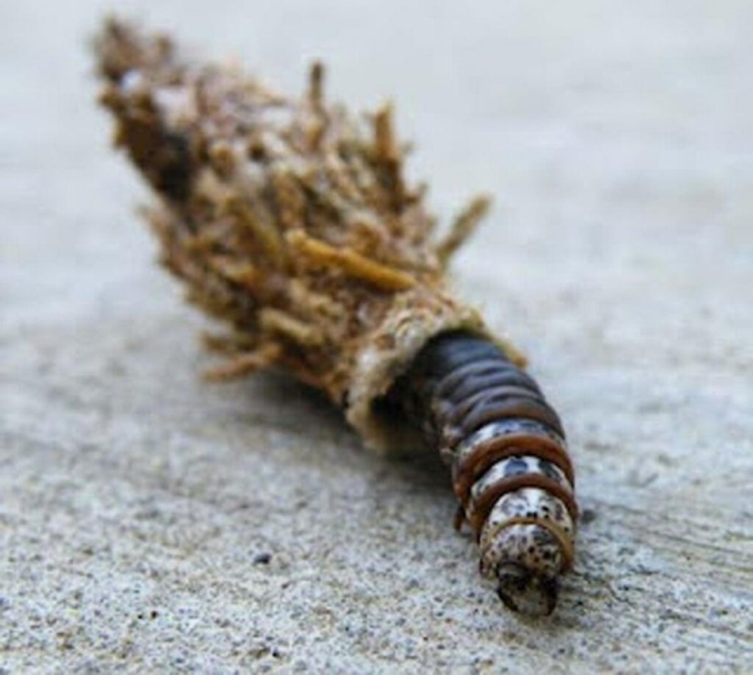 Bagworm caterpillar: a small miracle in a case