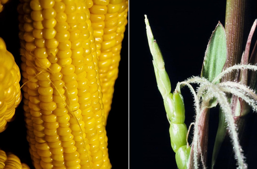 Bananas with seeds, blue carrots-baby: looked like the primitive ancestors of modern fruit and vegetables